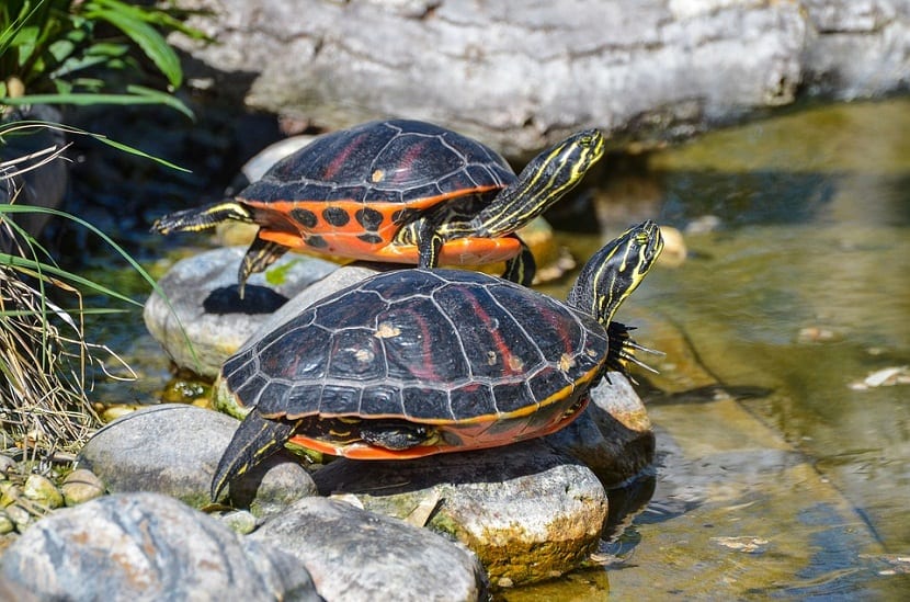 Tortugas de agua tomando el sol sobre una piedra en el borde del estanque