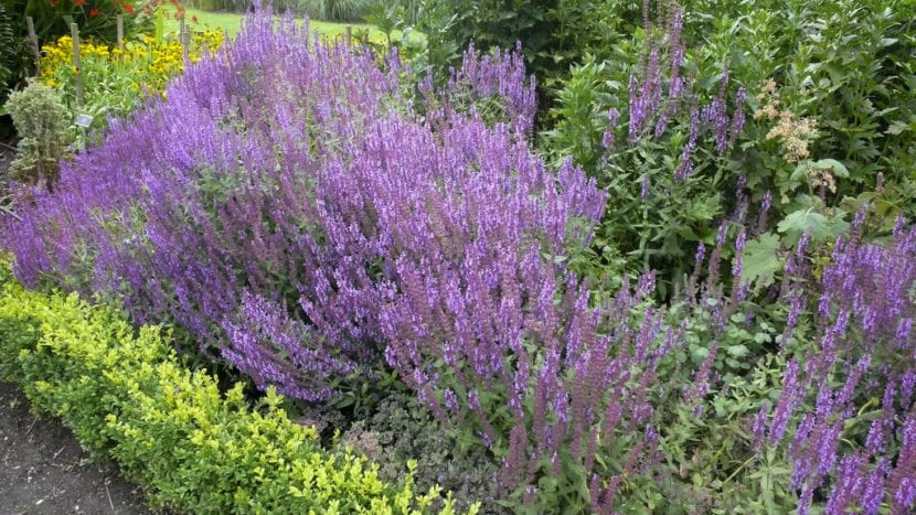 Plantas tapizantes y vivaces creciendo entre rocas