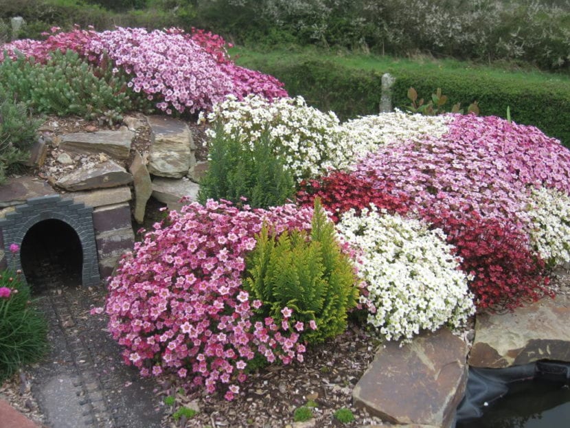 Rocalla de jardín con piedras y plantas de bajo porte
