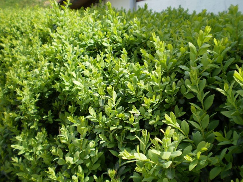 Seto denso de Buxus sempervirens en un jardín