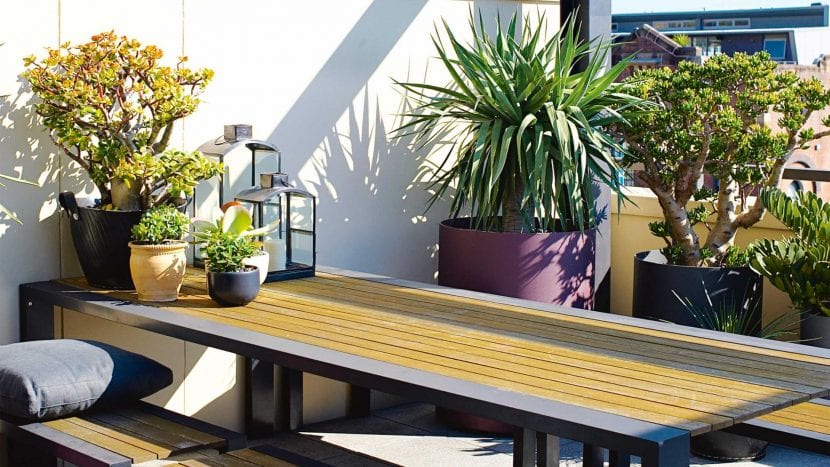 Plantas resistentes al sol cultivadas en una terraza en altura