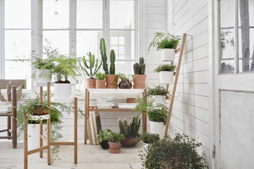 Plantas colocadas sobre pedestales de distintas alturas