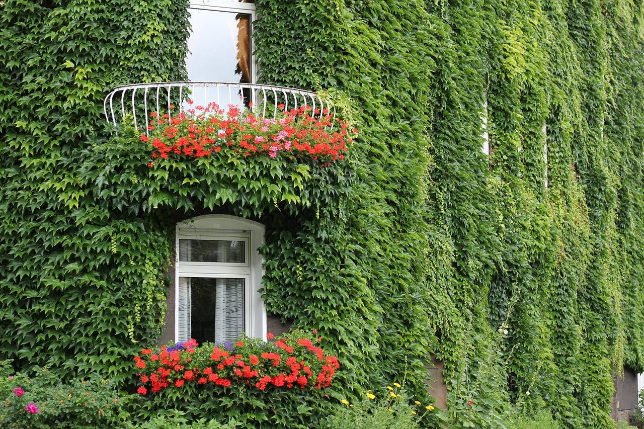 Decorar fachadas con plantas sin dañar el muro