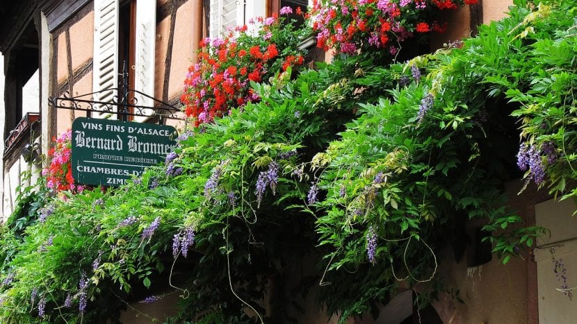 Glicinia en flor cubriendo el muro de una vivienda