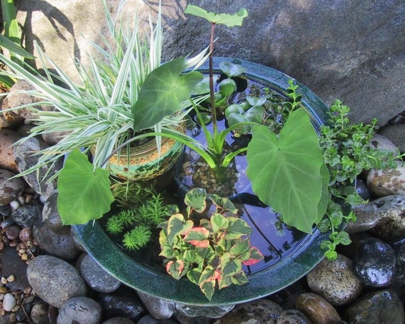Estanque decorado con plantas acuáticas