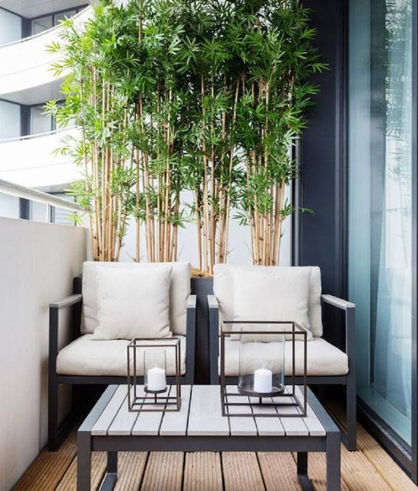 Cañas de bambú usadas como pantalla vegetal en una terraza