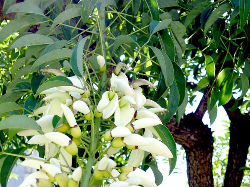 Flores blancas en el jardín: especies, diseño y cuidados