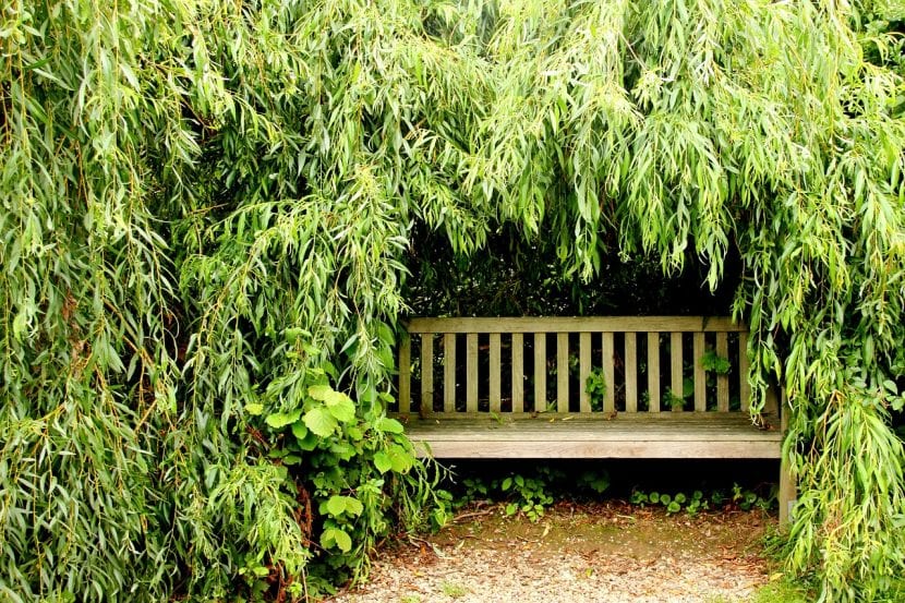 Banco de madera en un jardín