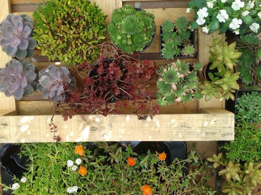 Ideas para decorar con plantas de interior en casa