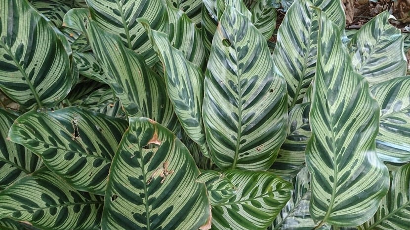 Hoja dibujada de Calathea makoyana