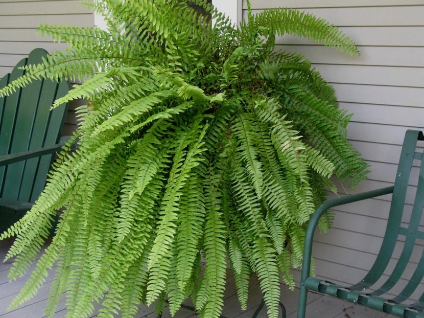 Helecho Nephrolepis exaltata con frondas arqueadas
