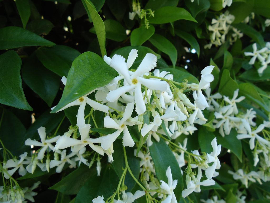 Jazmín estrellado Trachelospermum jasminoides en flor