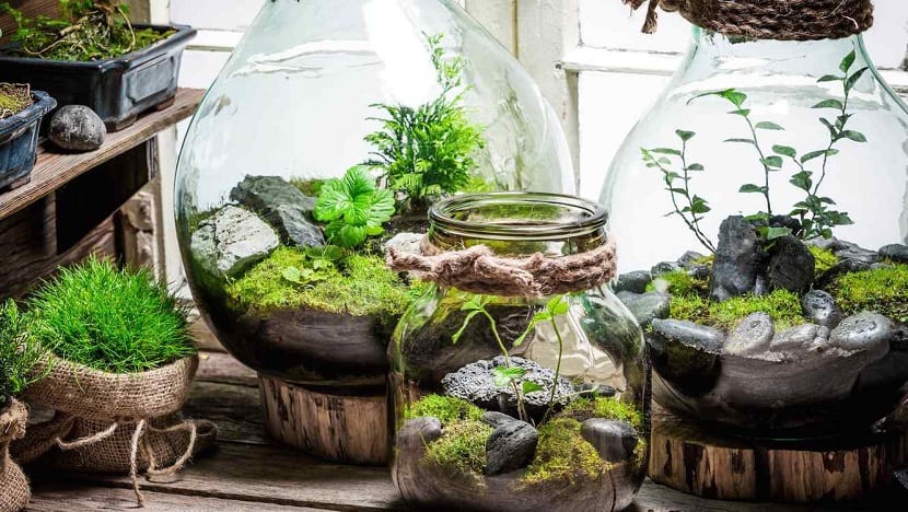 Terrario de plantas: montaje, cuidados y especies que aguantan