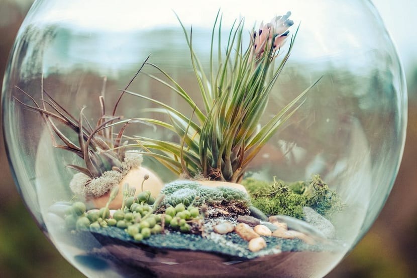 Terrario de cristal cerrado con helechos y plantas de sotobosque