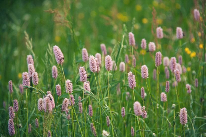 Pradera en el jardín: siembra, siega y riego reales