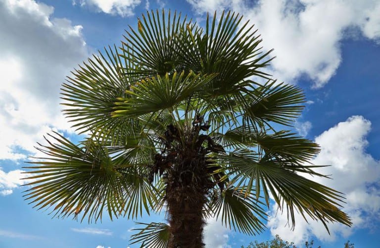 Trachycarpus fortunei con su tronco cubierto de fibras