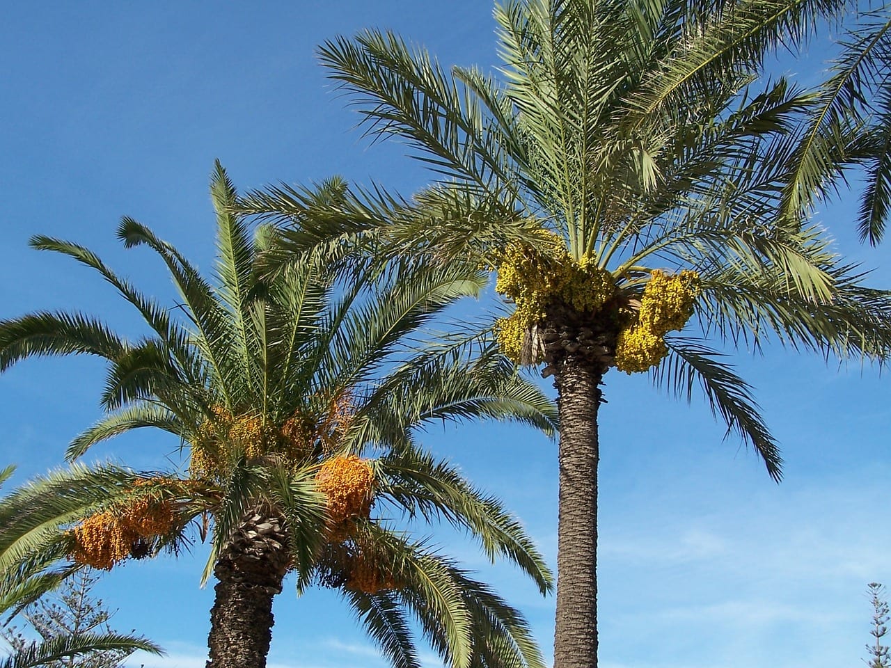 Seis palmeras Phoenix para el jardín y cuál elegir