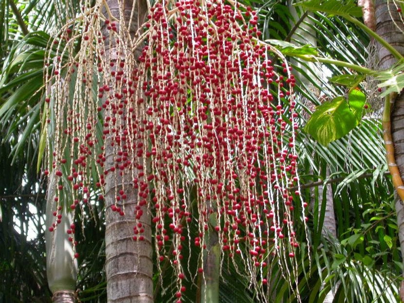 Frutos rojos maduros de Archontophoenix alexandrae
