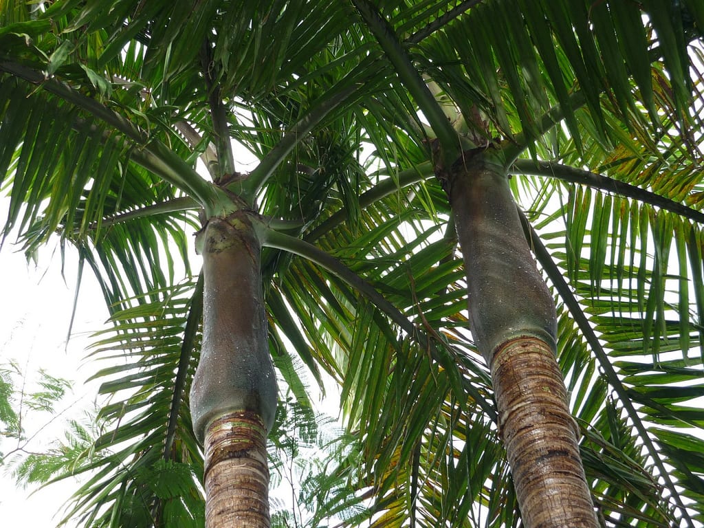 Archontophoenix: las seis palmeras reales australianas