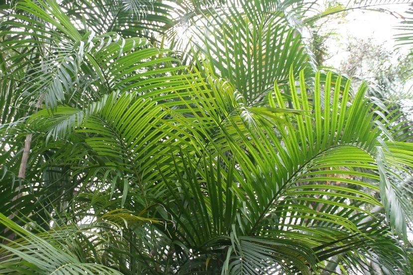 Hojas pinnadas y arqueadas de Dypsis lutescens