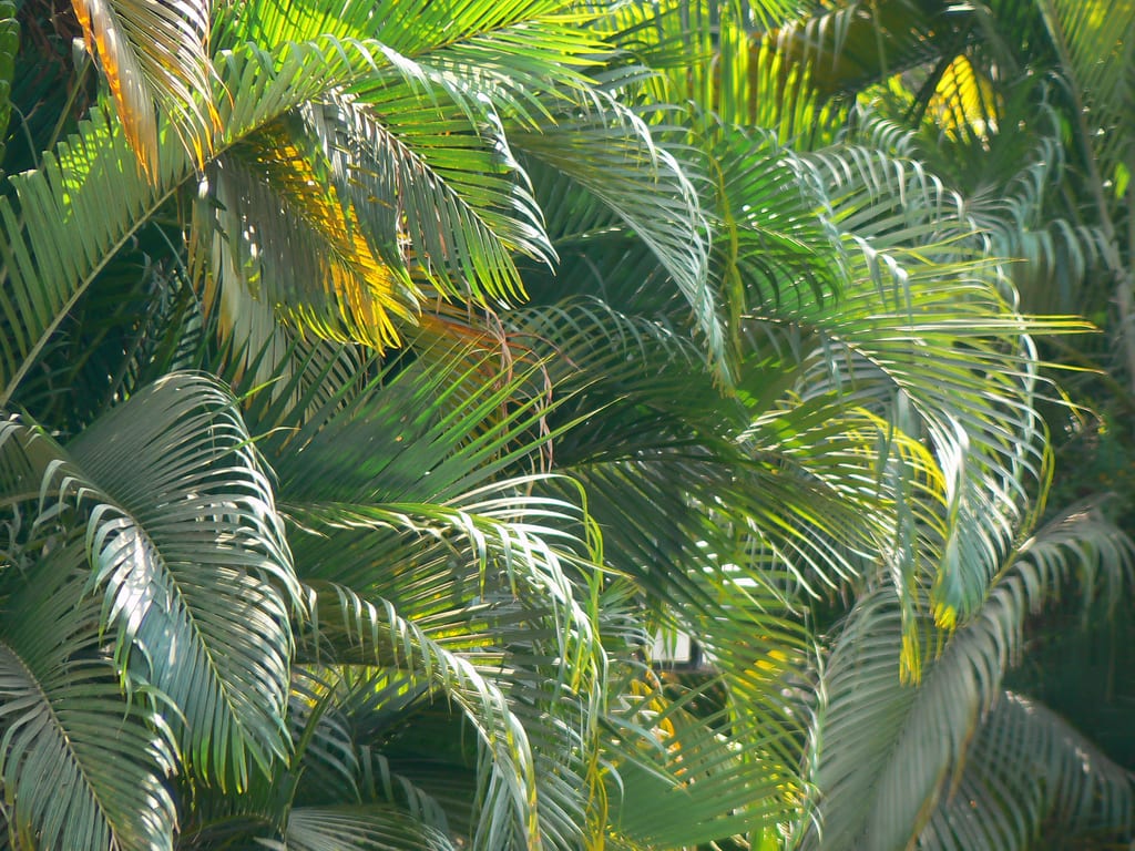 Areca (Dypsis lutescens): cuidados, luz, riego y frío