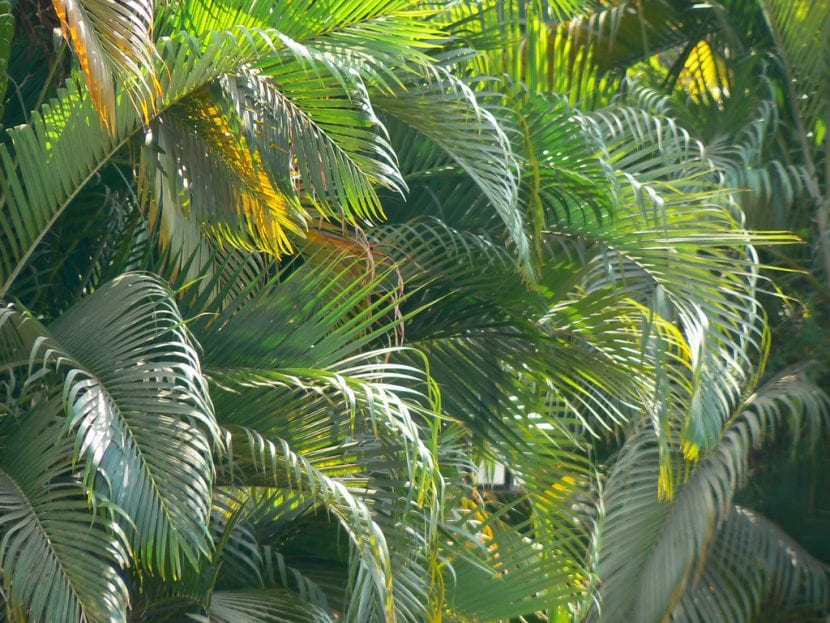 Ejemplar de palmera Dypsis lutescens cultivado en maceta