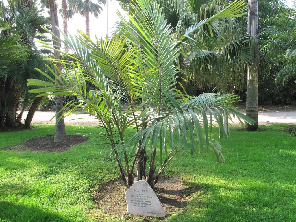 Palmeras Arenga: especies, cultivo y resistencia al frío