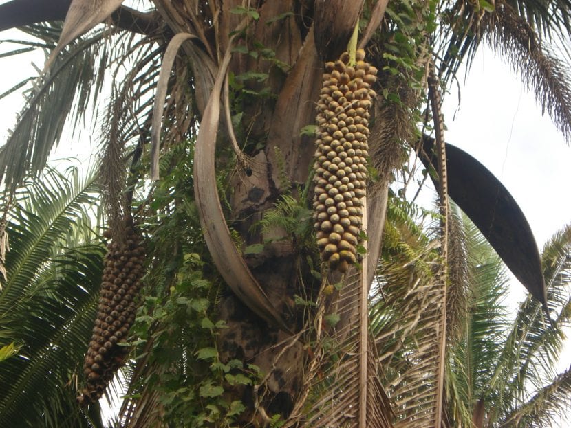 Frutos de Attalea speciosa agrupados en racimo