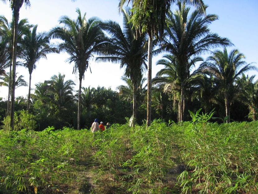 Ejemplares adultos de la palmera Attalea speciosa