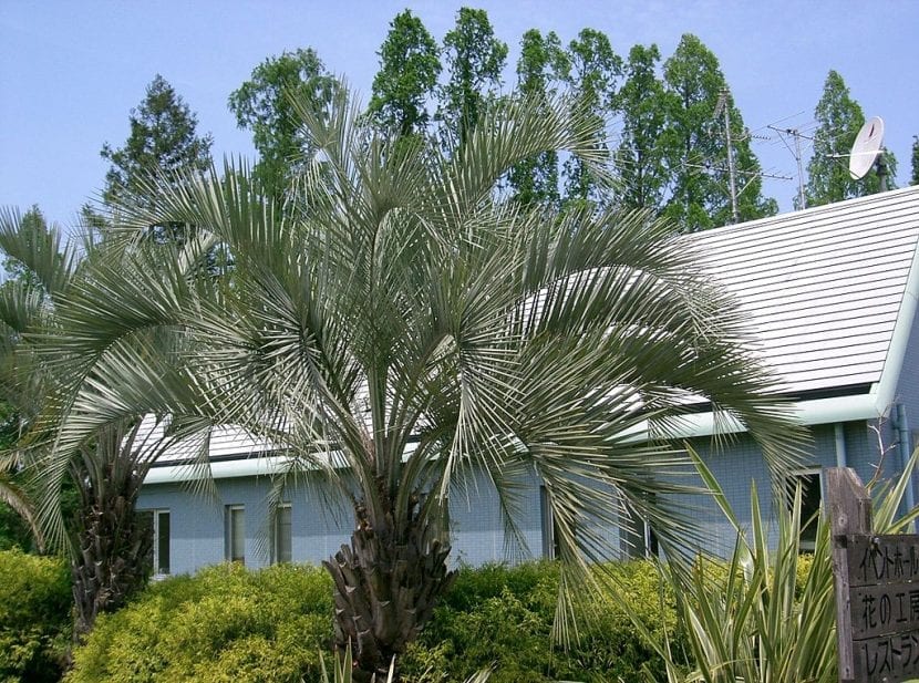 Palmera Butia capitata con sus hojas arqueadas de color glauco