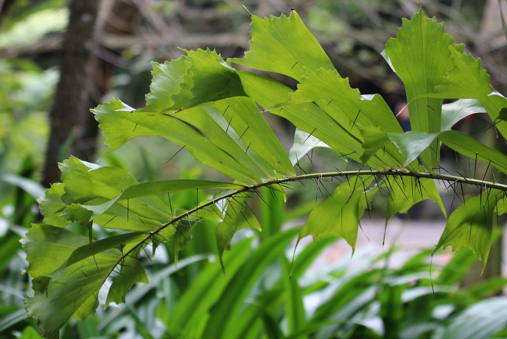 Aiphanes: la palmera espinosa y sus cuidados reales