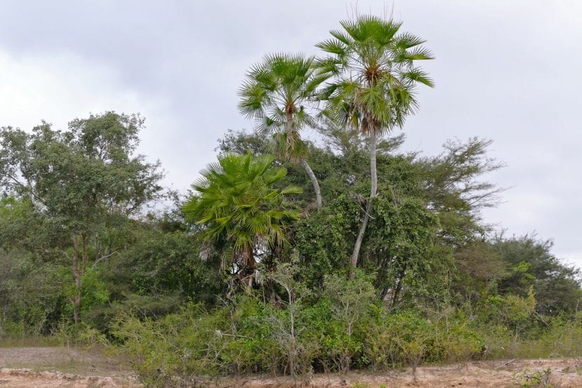 Copernicia alba en su hábitat del Chaco