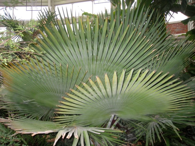 Copernicia baileyana con su tronco columnar