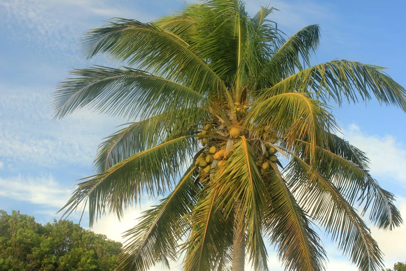 Cocos nucifera: el cocotero, variedades, cuidados y usos