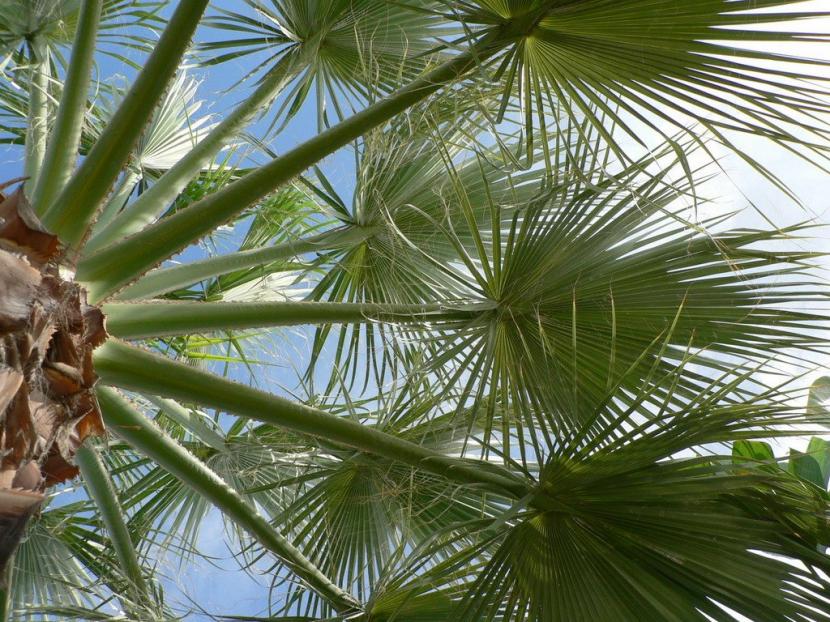 Cómo cuidar las palmeras: el cogollo, la poda y el picudo