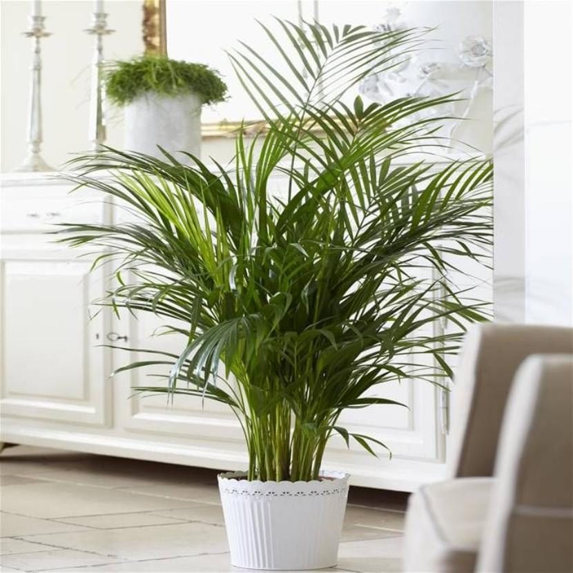 Areca, Dypsis lutescens, con sus cañas finas y hojas arqueadas