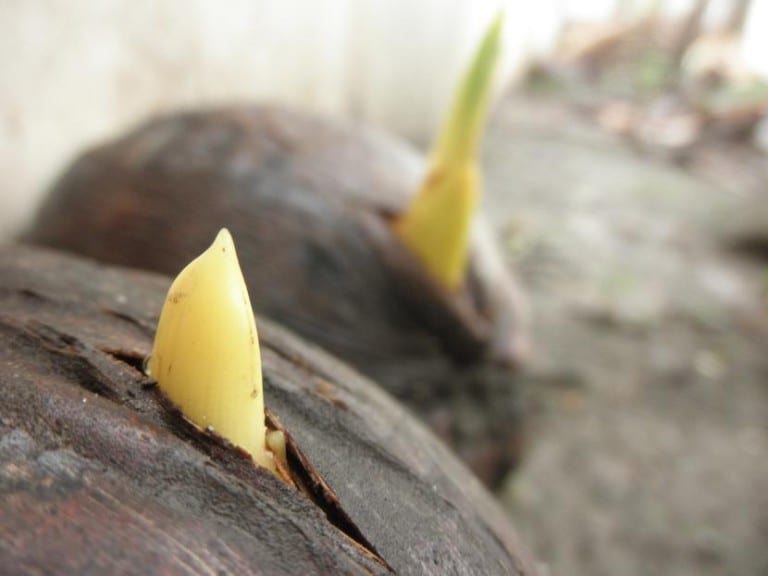 Coco germinado con su primera hoja