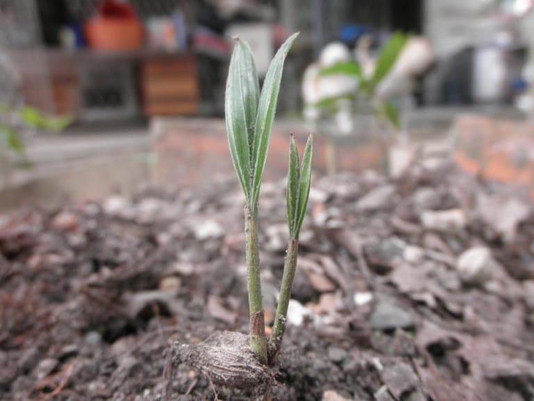Plántulas de palmera recién germinadas en semillero