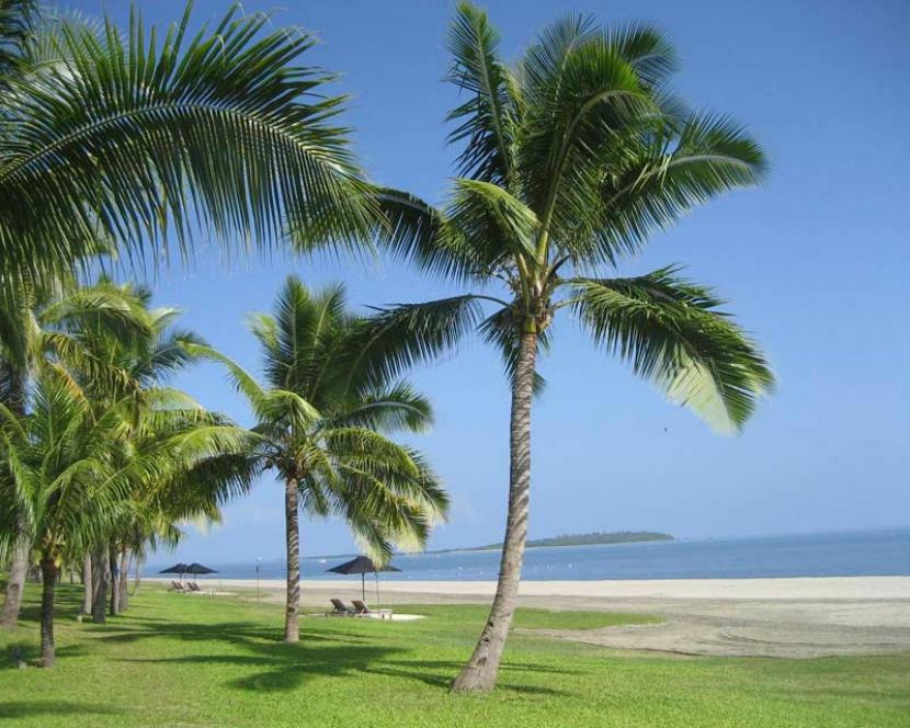 Cómo plantar un coco y conseguir que germine