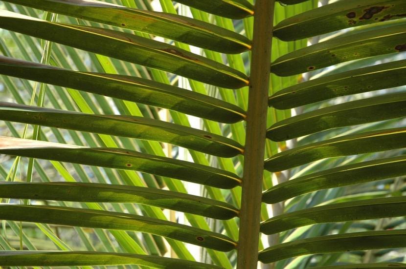 Hoja de cocotero, una palmera que no tolera el frío peninsular