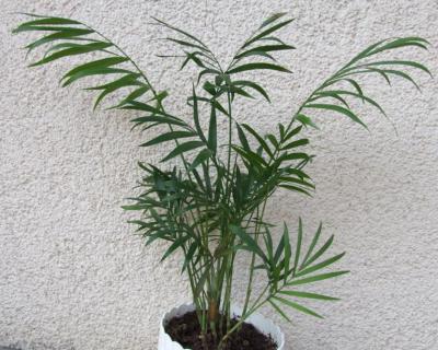 Palmera Chamaedorea elegans