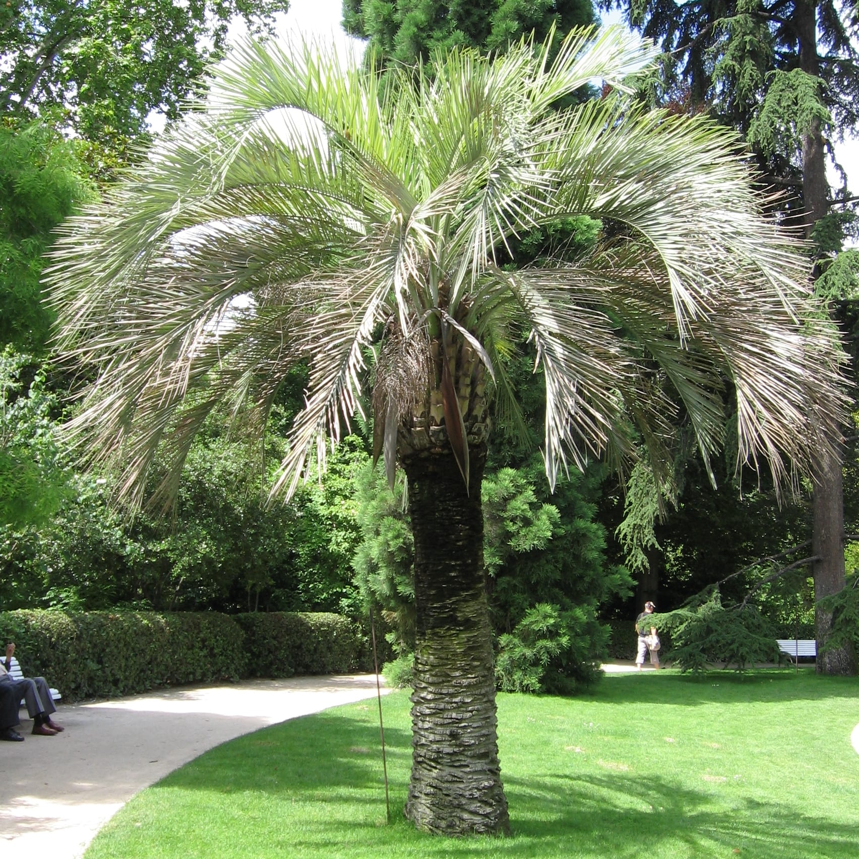 Cómo saber si una palmera está seca o todavía viva