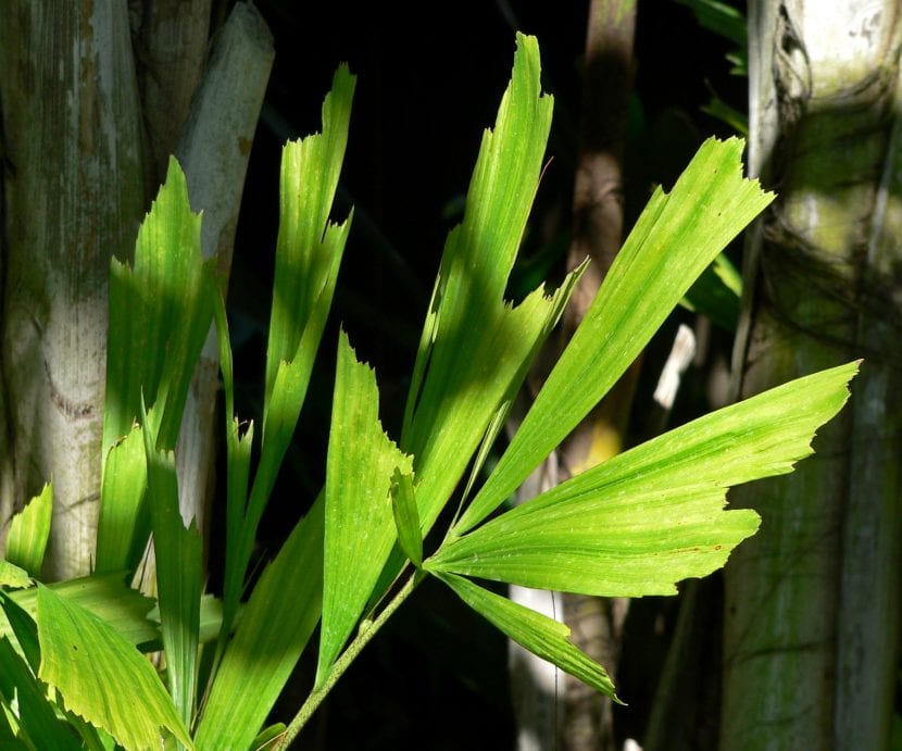 Ejemplar de Caryota mitis con sus características hojas bipinnadas