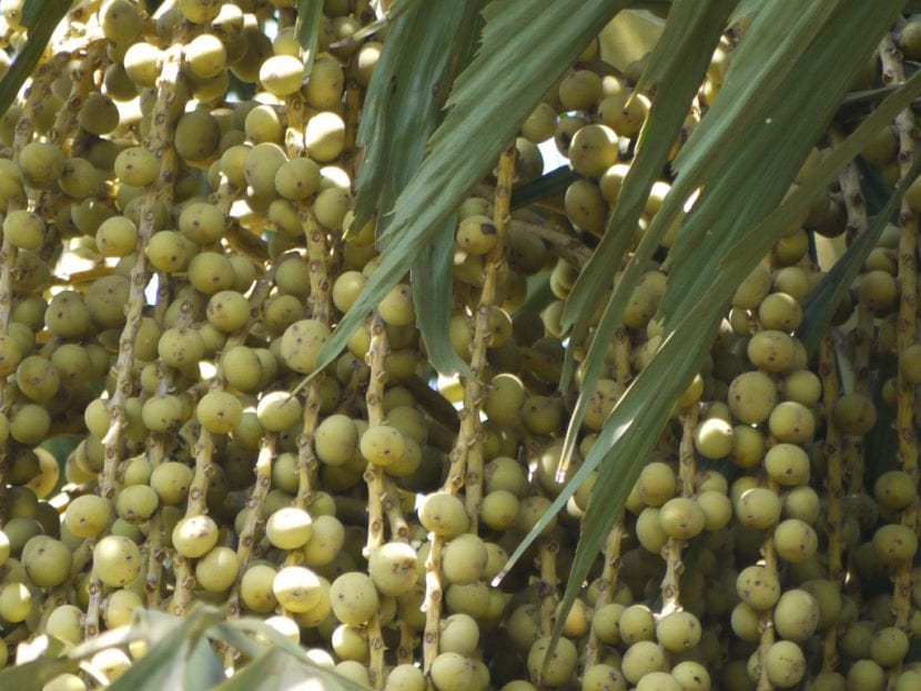 Racimos de frutos de Caryota colgando de la inflorescencia