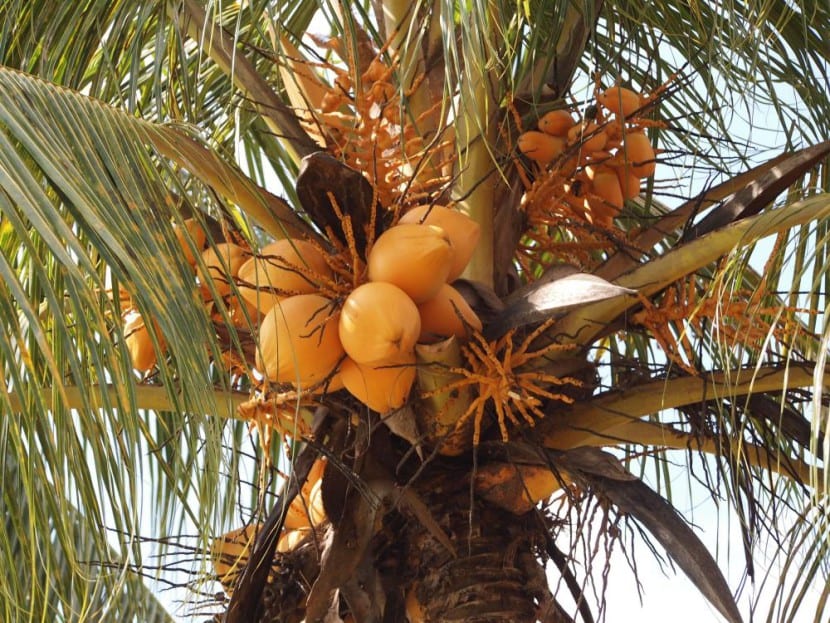 Cocos nucifera, el cocotero, germinado a partir del fruto