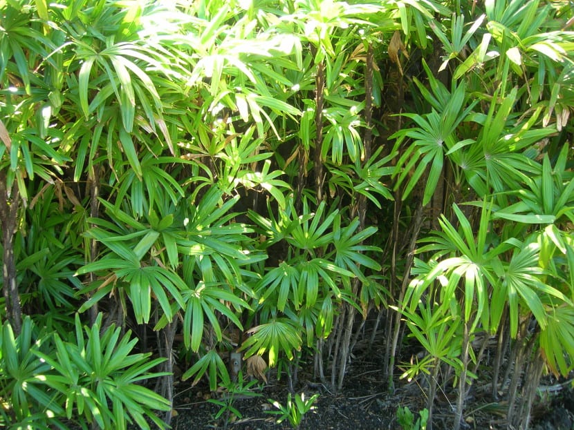 Rhapis excelsa, palmera cespitosa que se multiplica por división de mata