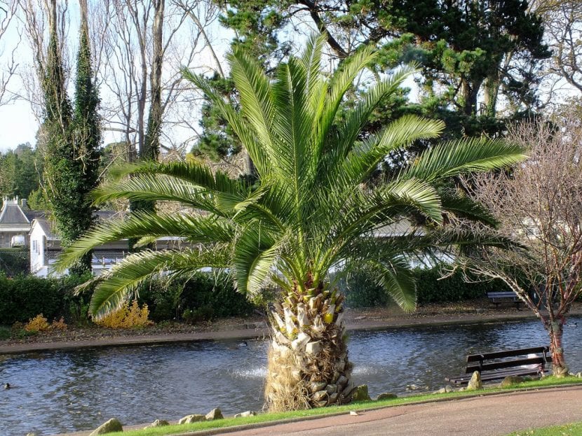 Palmeras del género Phoenix, de las más fáciles de sembrar