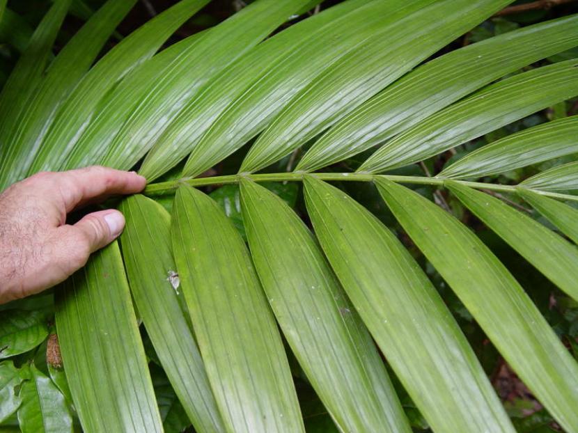 Kentia (Howea forsteriana) cultivada en maceta en interior