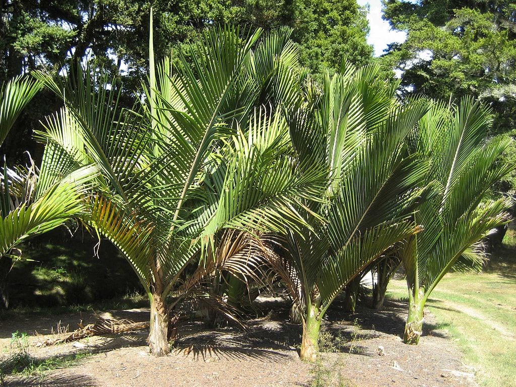 Cuándo plantar palmeras: épocas y temperatura del suelo