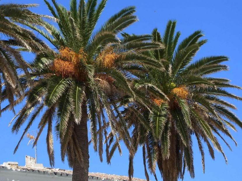 Copa densa y verde intenso de una palmera canaria